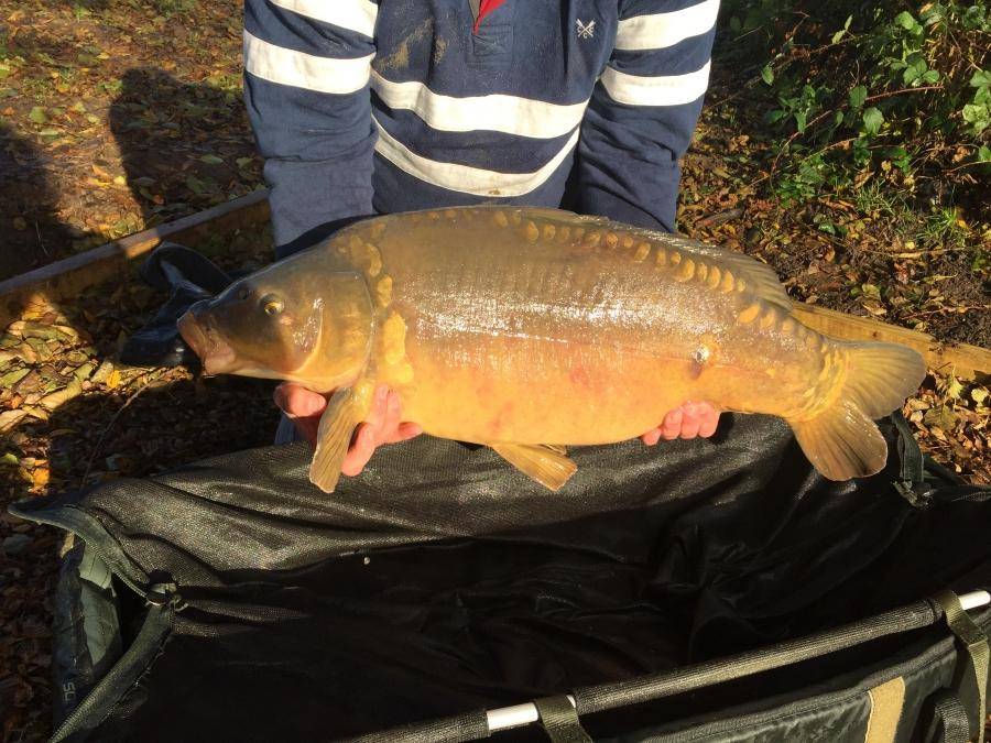 Combley Carp Stocking 22.11.2016 Image