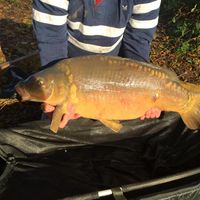 Combley Carp Stocking 22.11.2016 Image