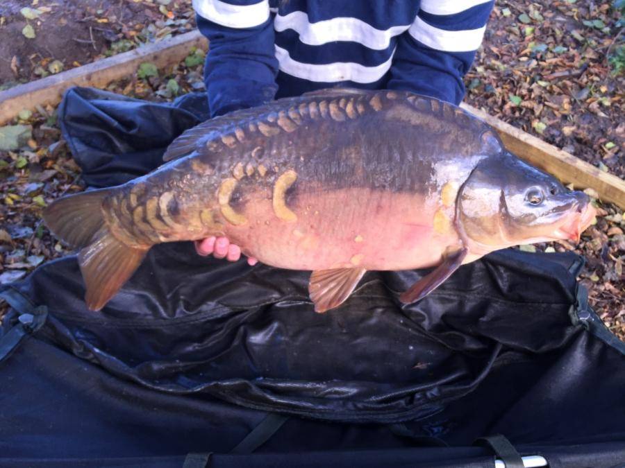 Combley Carp Stocking 22.11.2016 Image