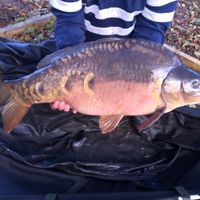 Combley Carp Stocking 22.11.2016 Image