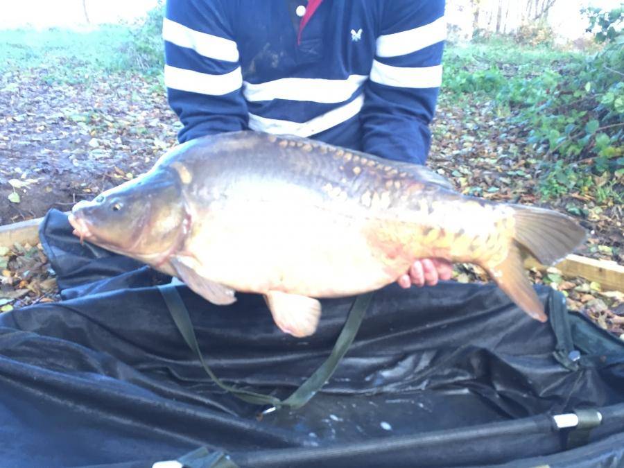 Combley Carp Stocking 22.11.2016 Image