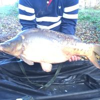 Combley Carp Stocking 22.11.2016 Image