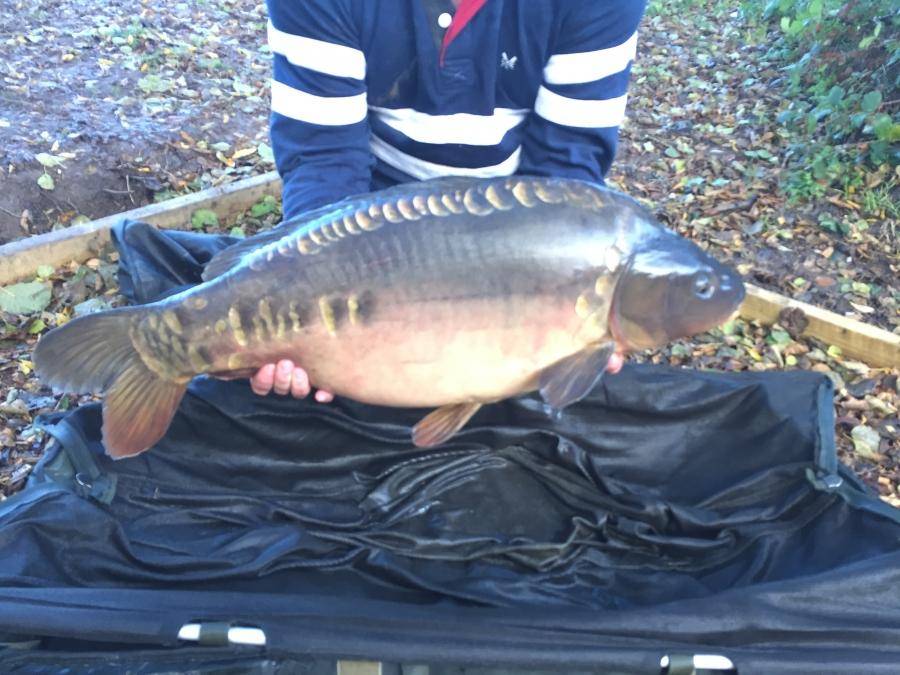 Combley Carp Stocking 22.11.2016 Image