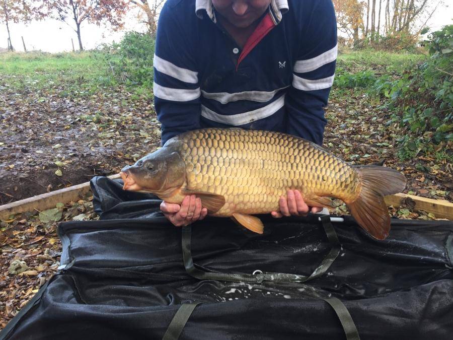 Combley Carp Stocking 22.11.2016 Image