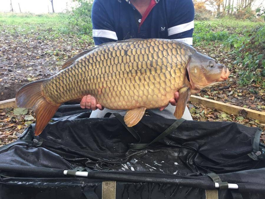 Combley Carp Stocking 22.11.2016 Image