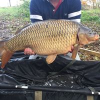 Combley Carp Stocking 22.11.2016 Image