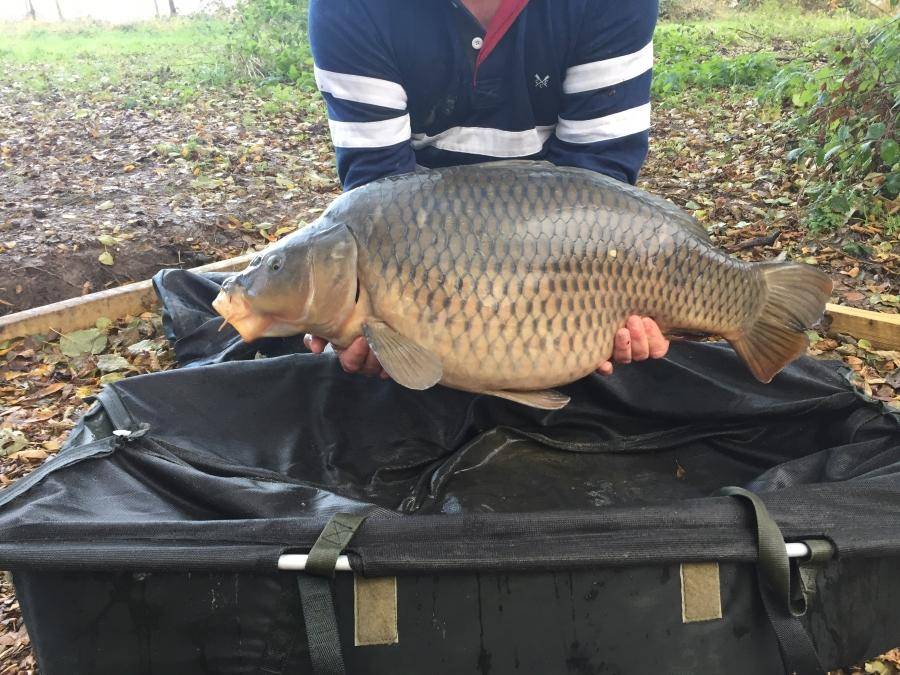 Combley Carp Stocking 22.11.2016 Image