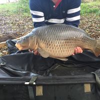 Combley Carp Stocking 22.11.2016 Image