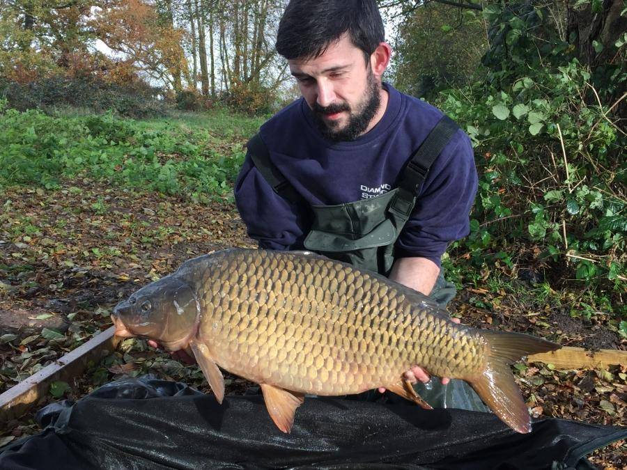 Combley Carp Stocking 22.11.2016 Image