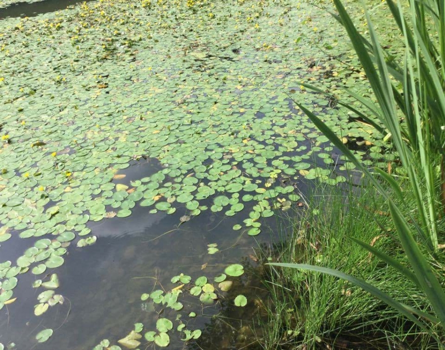 Lilly pad removal Image