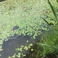 Lilly pad removal