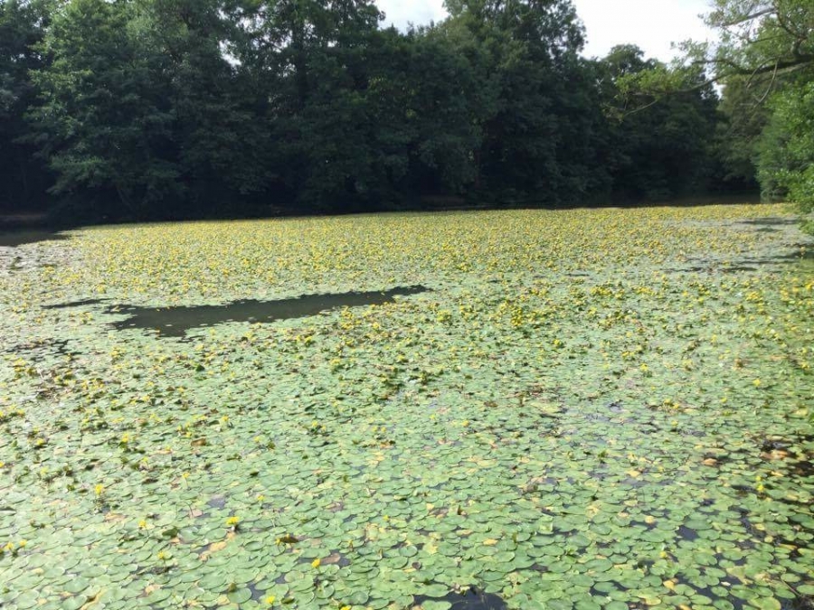 Lilly pad removal Image