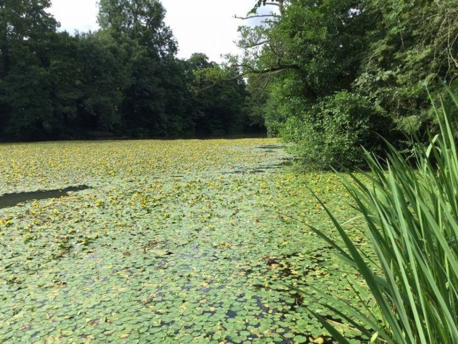 Lilly pad removal Image