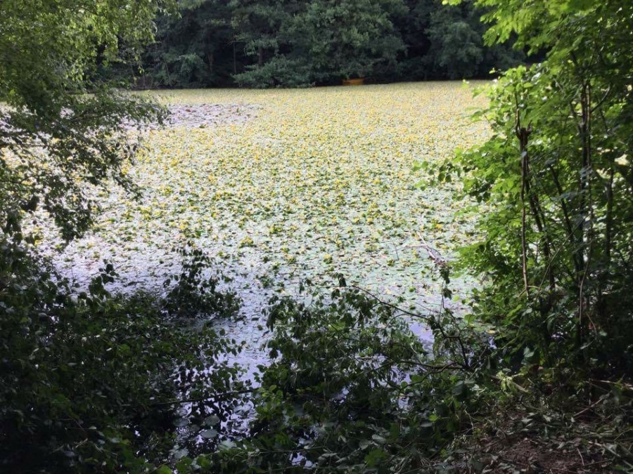 Lilly pad removal Image