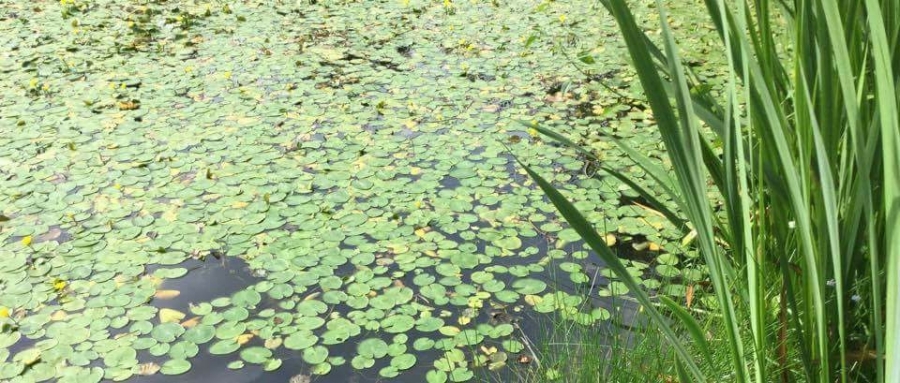 Lilly pad removal Image