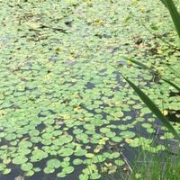 Lilly pad removal Image