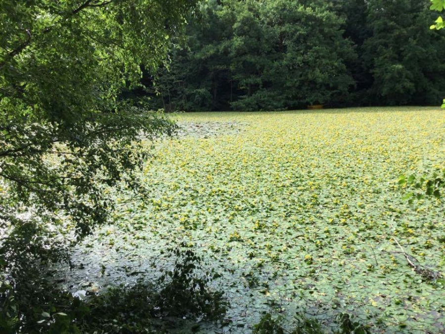 Lilly pad removal Image