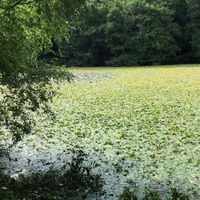 Lilly pad removal Image