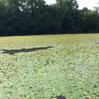 Lilly pad removal Image