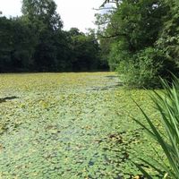 Lilly pad removal Image