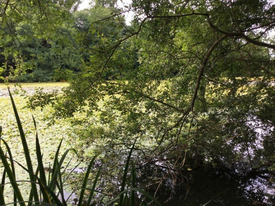 Lilly pad removal Image