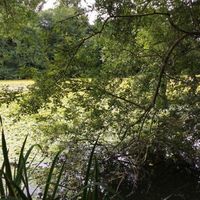 Lilly pad removal Image