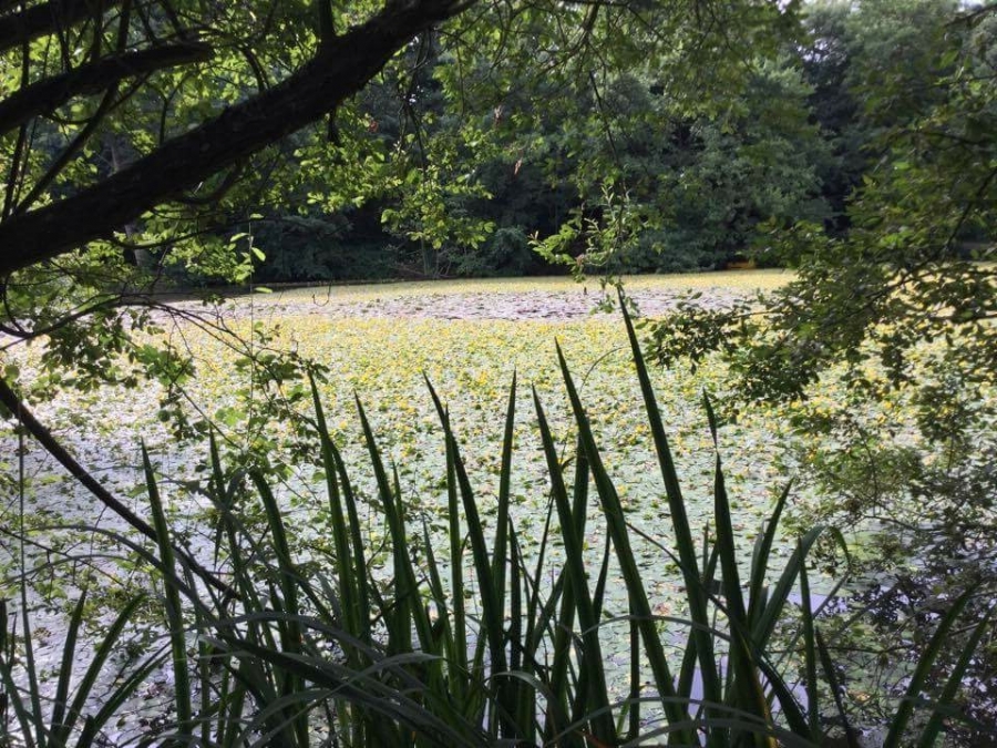 Lilly pad removal Image