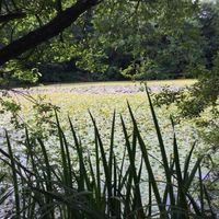 Lilly pad removal Image