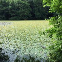 Lilly pad removal Image