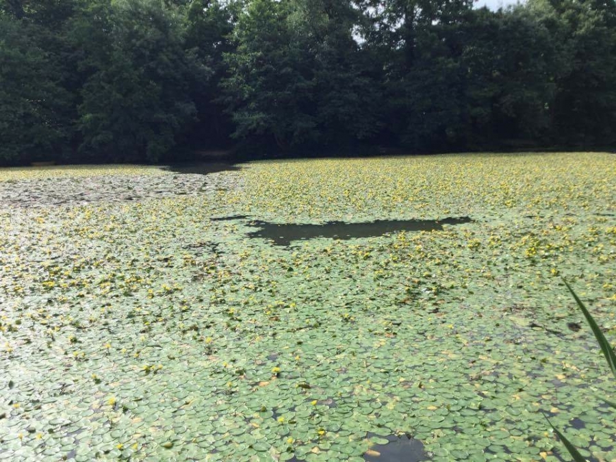 Lilly pad removal Image