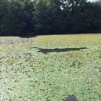 Lilly pad removal Image