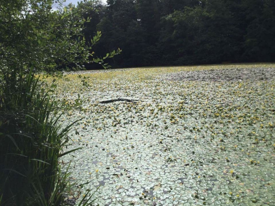 Lilly pad removal Image