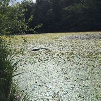 Lilly pad removal Image