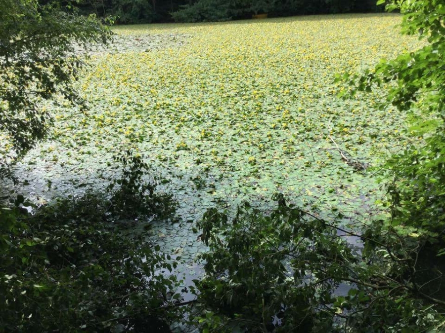 Lilly pad removal Image