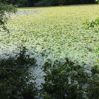 Lilly pad removal Image