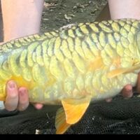 Recent Captures Image