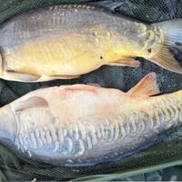 Recent Captures Image