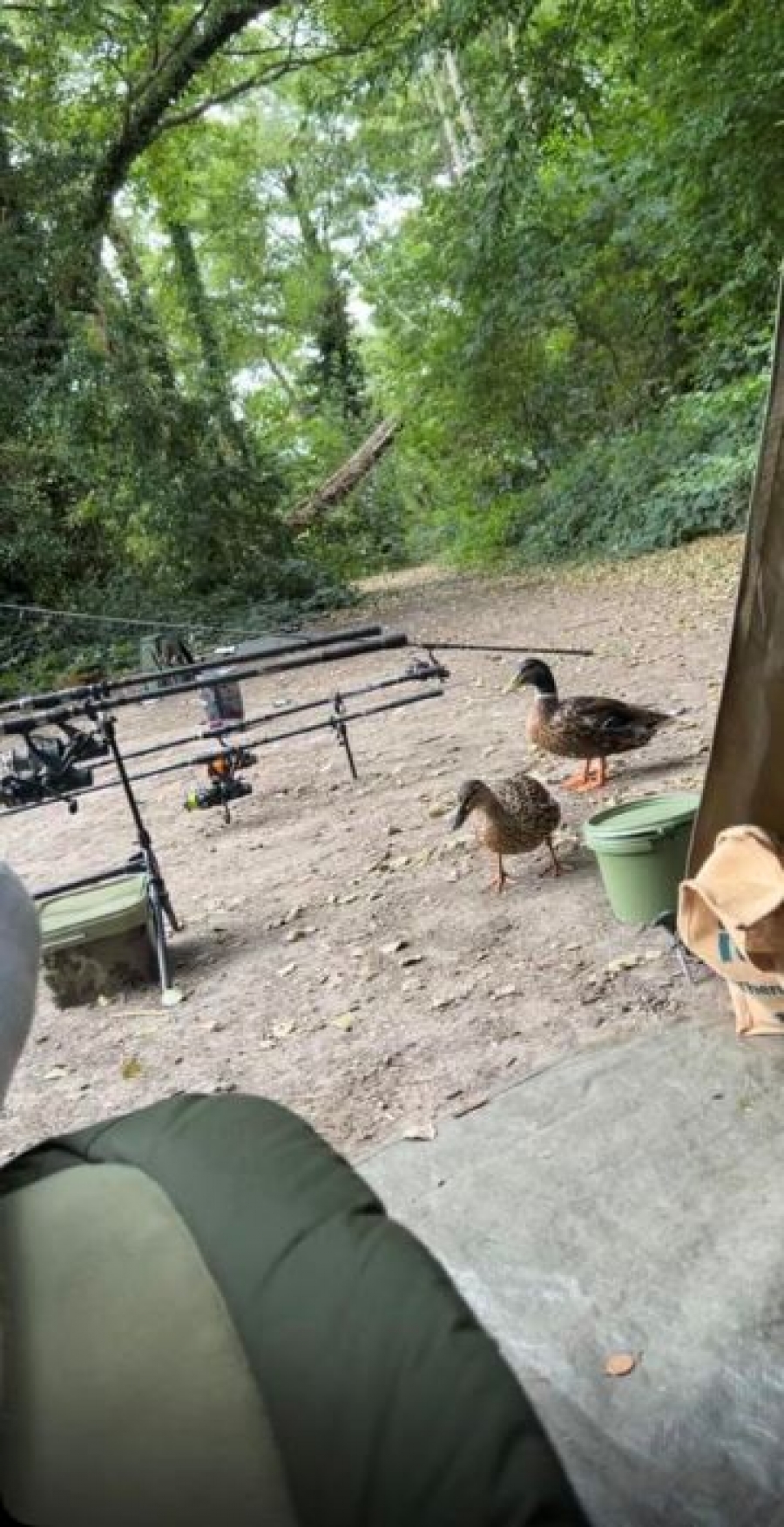 wildlife at the lake Image