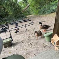 wildlife at the lake Image