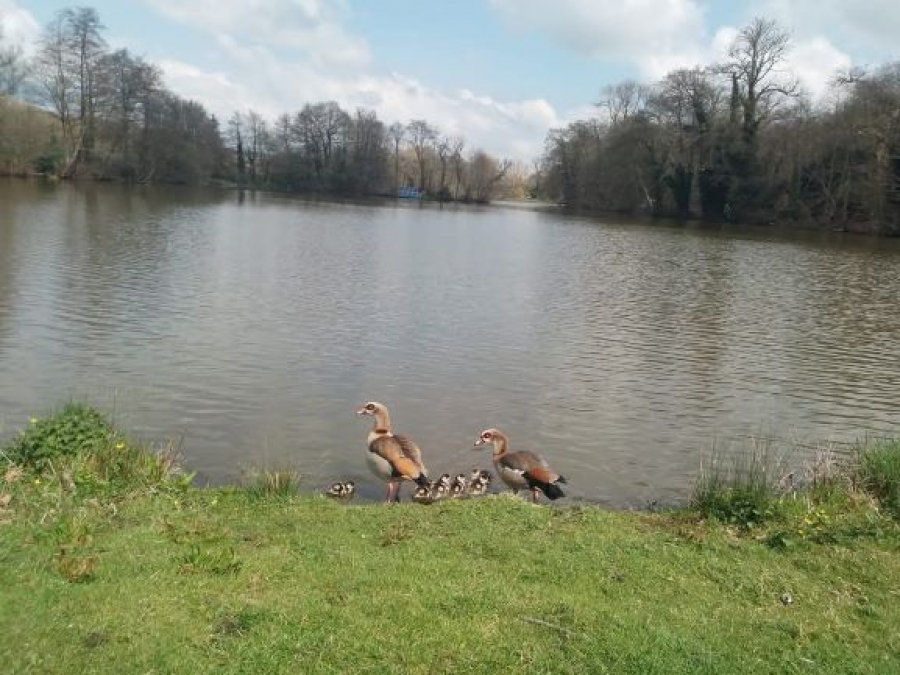 wildlife at the lake Image