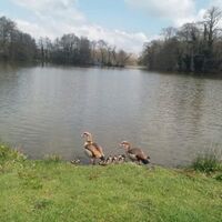 wildlife at the lake Image