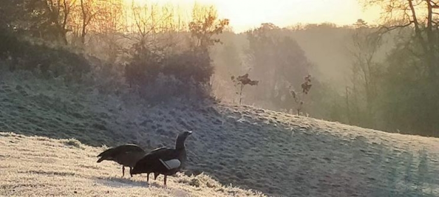 wildlife at the lake Image