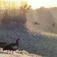 wildlife at the lake Image