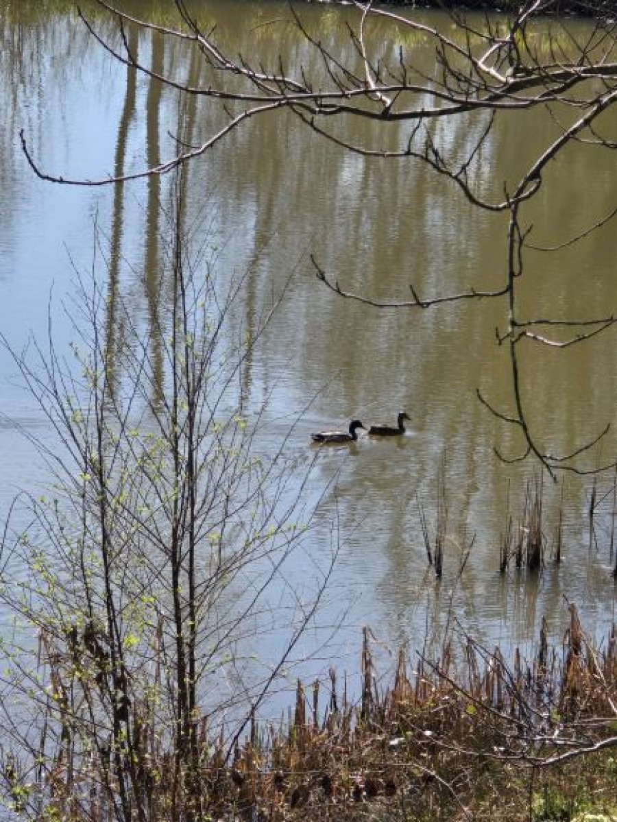 wildlife at the lake Image