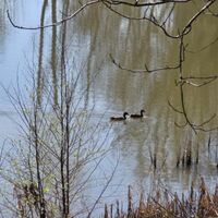 wildlife at the lake Image