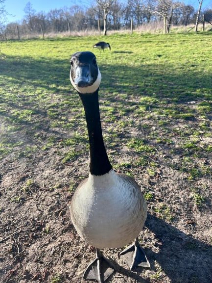 wildlife at the lake Image