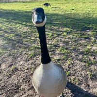 wildlife at the lake Image