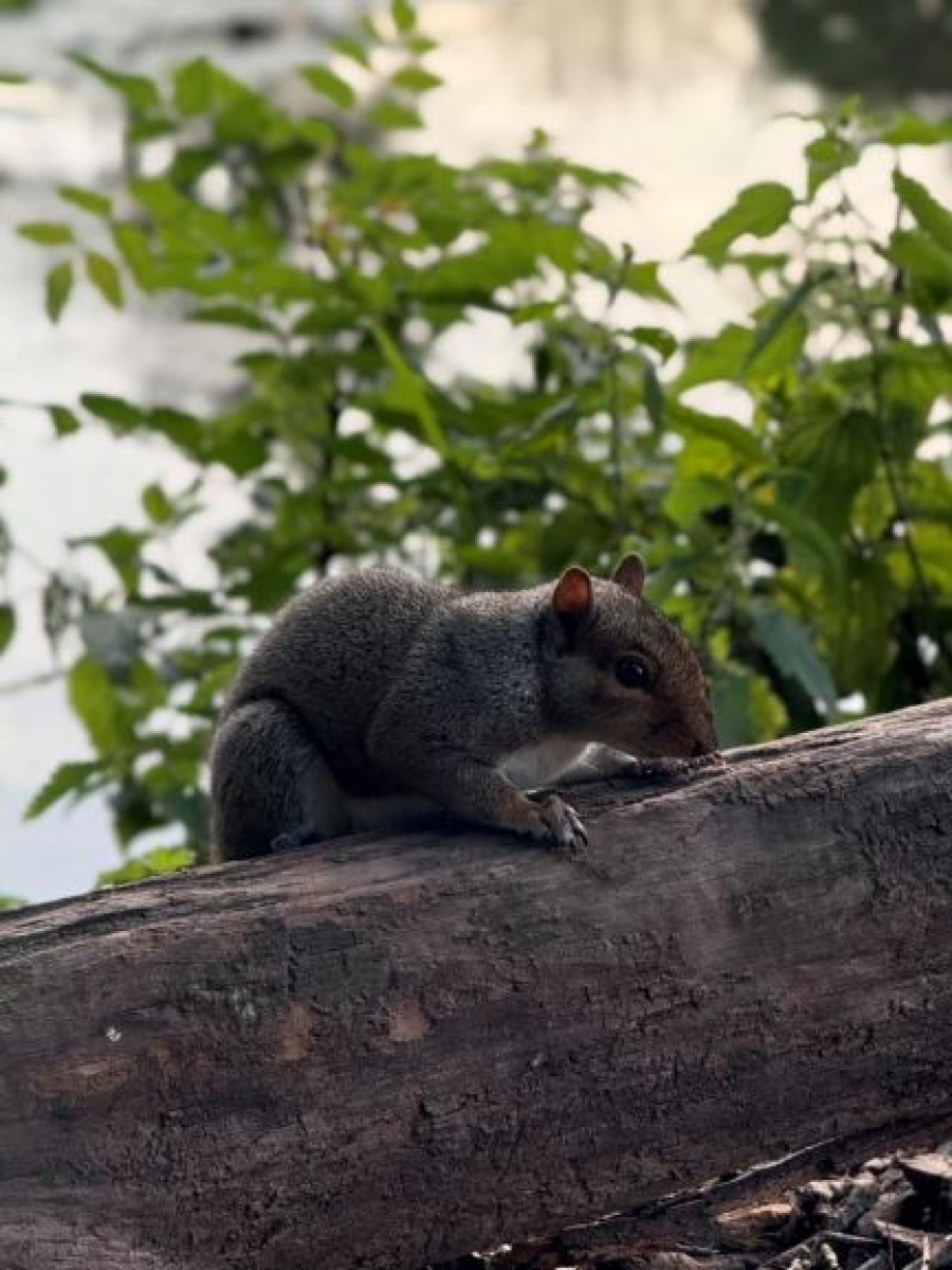 wildlife at the lake Image