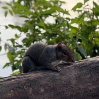 wildlife at the lake Image