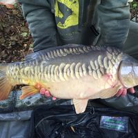 Front Fish Stocking 2016 Image